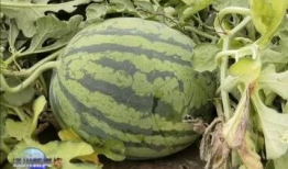 张百乔女友今日吃瓜,揭秘娱乐圈幕后故事