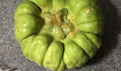 西昌今日吃瓜,瓜田里的新鲜事儿