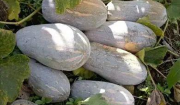 今日云南吃瓜最新消息,揭秘背后真相与网络热议