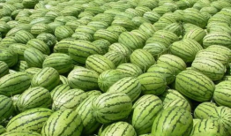 今日吃瓜每天必看大瓜,揭秘今日吃瓜大瓜，热点事件一网打尽